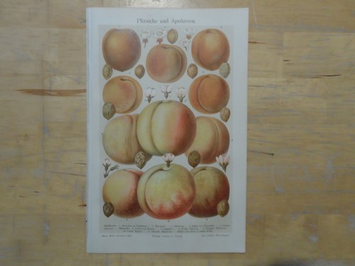 Orig cromolitografia - orig.(1906),
