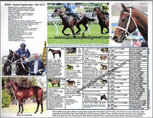 Pedigree quadro corse - , cavalli