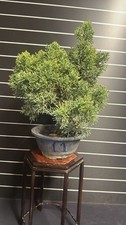 Bonsai Ginepro kishu - n11