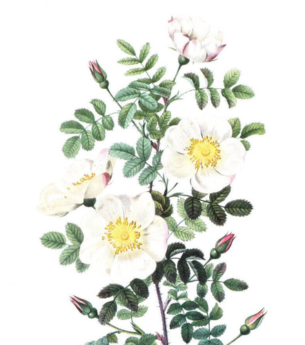1990 stampa vintage rosa fiore - rosa,