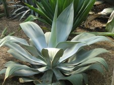 Agave pedunculifera (sin