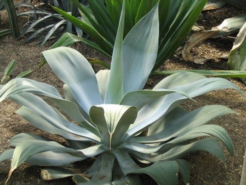 Agave pedunculifera sin - agave,