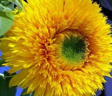 15 semi Girasole Nano  +