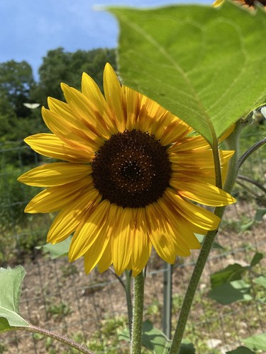 150 semi girasole multicolore - 150+,