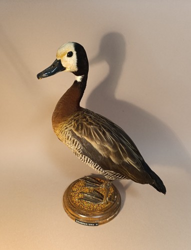 Taxidermy cabinet de - taxidermy,,