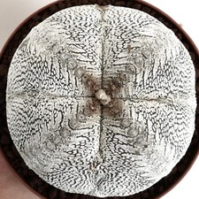 Astrophytum myriostigma cv