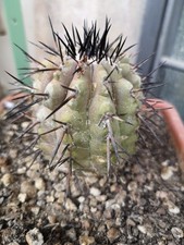 Copiapoa Cinerea