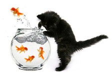 MAGNETE CALAMITA FRIGOR GATTO GATTINO PESCE ROSSO PESCI