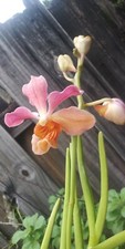  Papilionatha Ms jaoquim 12"