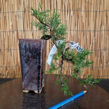 Bonsai di Ginepro h 23cm
