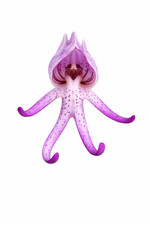 500 1000 semi orchis italica - semi, x