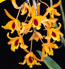 Dendrobium Chanthaboon alba