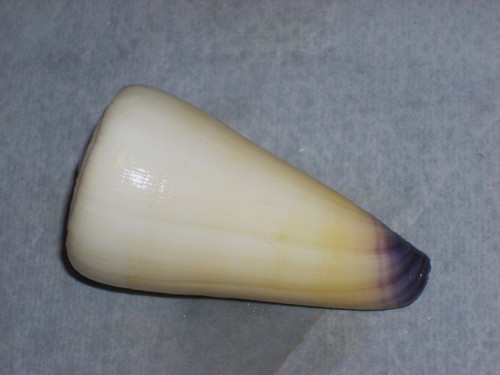 conus