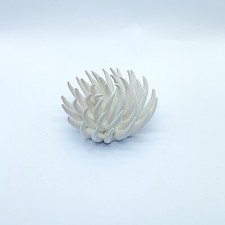 Ricci di mare in Ceramica di