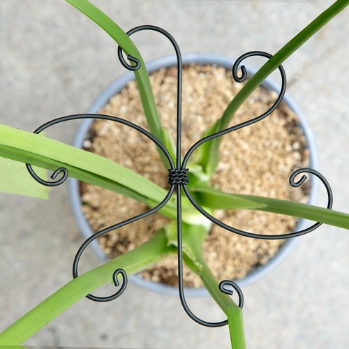 Monstera set supporto - set, piante