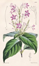Eranthemum Crenulatum Myanmar