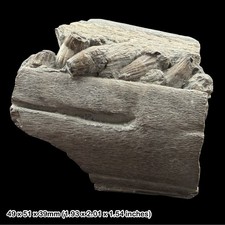 Ichthyosaur jaw fossil - jaw,