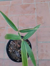 Pianta hibanobambusa