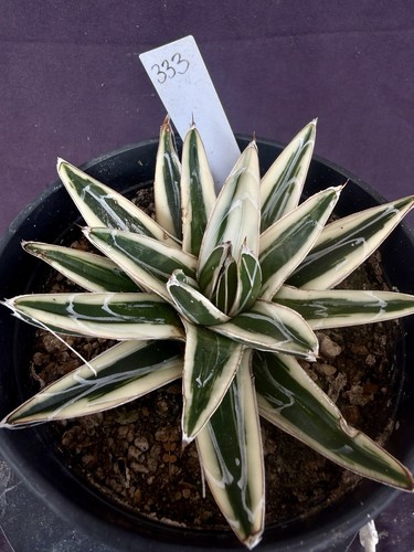 Agave victoriae reginae - agave, victoriae-reginae