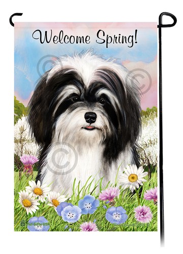 havanese cuccioli