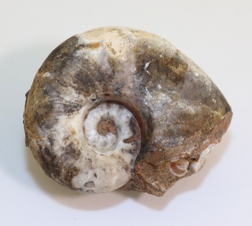 Nautilus syringonautilus sp - syringonautilus,