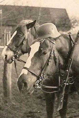 Cavallo elmetto tedesco con - elmetto,