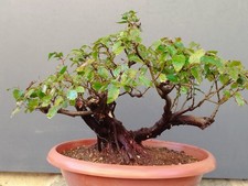 Pre Bonsai Carpino Nero 33x17cm In Vaso Tronco Unico Pianta Articolata Yamadori 