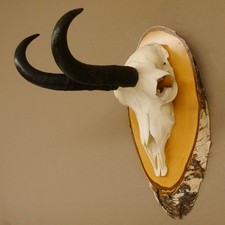 Gamsgeweih Bock Sl 22,9 CM