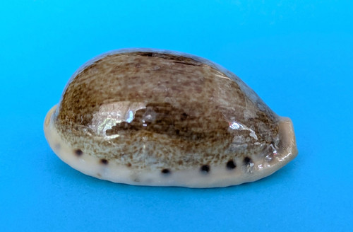 cypraea