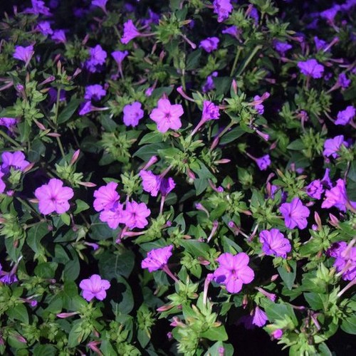 Mirabilis jalapa semi - mirabilis,