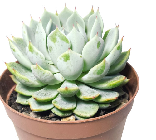 Echeveria cuspidata zaragoza - echeveria,