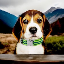 Collare regolabile per animali domestici/cane/gatto fibbia in metallo anello a D taglia M 14”-20” 100% canapa biologica