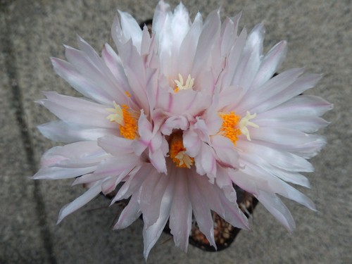 Semi thelocactus - semi/semi,