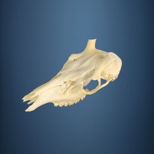 514SKU Teschio di cervo