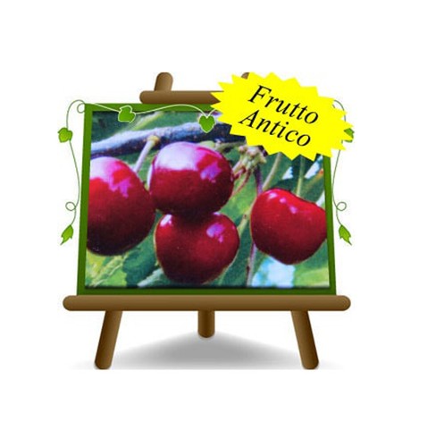 Ciliegio dolce durone nero - ciliegio,