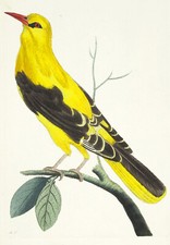 1789, SHAW & NODDER RAME ACQUERELLO ANTICO ORIGINALE ORO ORIOLE VYG