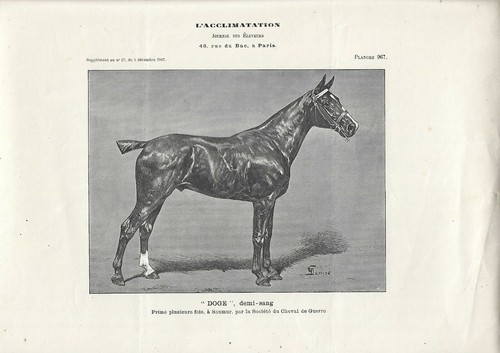 Stampa antica cavallo doge - cavallo,