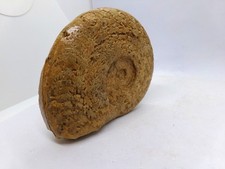 Magnifique ammonite fossile de