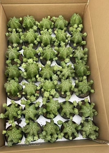 Euphorbia anoplia tanzanian - anoplia,