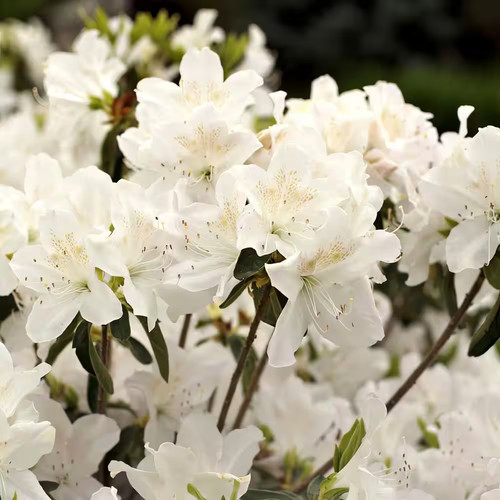 Gal azalea snow shrub with - 3,