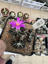 1pz Ariocarpus kotschoubeyanus