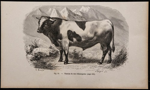 1860 toro razza - 1860,