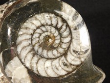 Polished Goniatite and