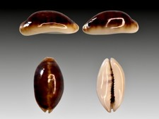 Cypraea listeri - , f