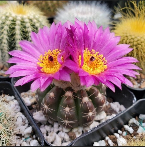 Notocactus uebelmannianus 25 - notocactus, (25