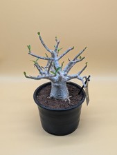 Boabab xxl adenium - xxl,