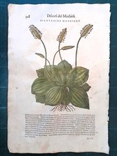 MATTIOLI MATTHIOLI Erbario a