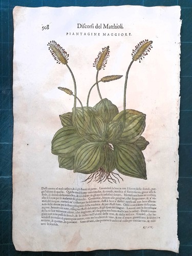 Mattioli matthioli erbario - erbario, a