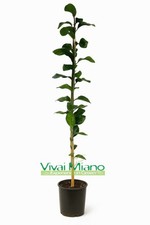 Pianta limone volkameriana - pianta, di