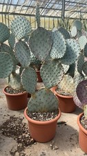 Opuntia Santa Rita GRANDE (vaso da  5 L) - FOTO REALI
